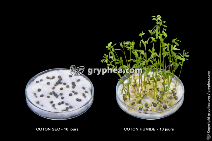 Expérience de germination de lentilles (sans eau - avec eau) - gryphea.org